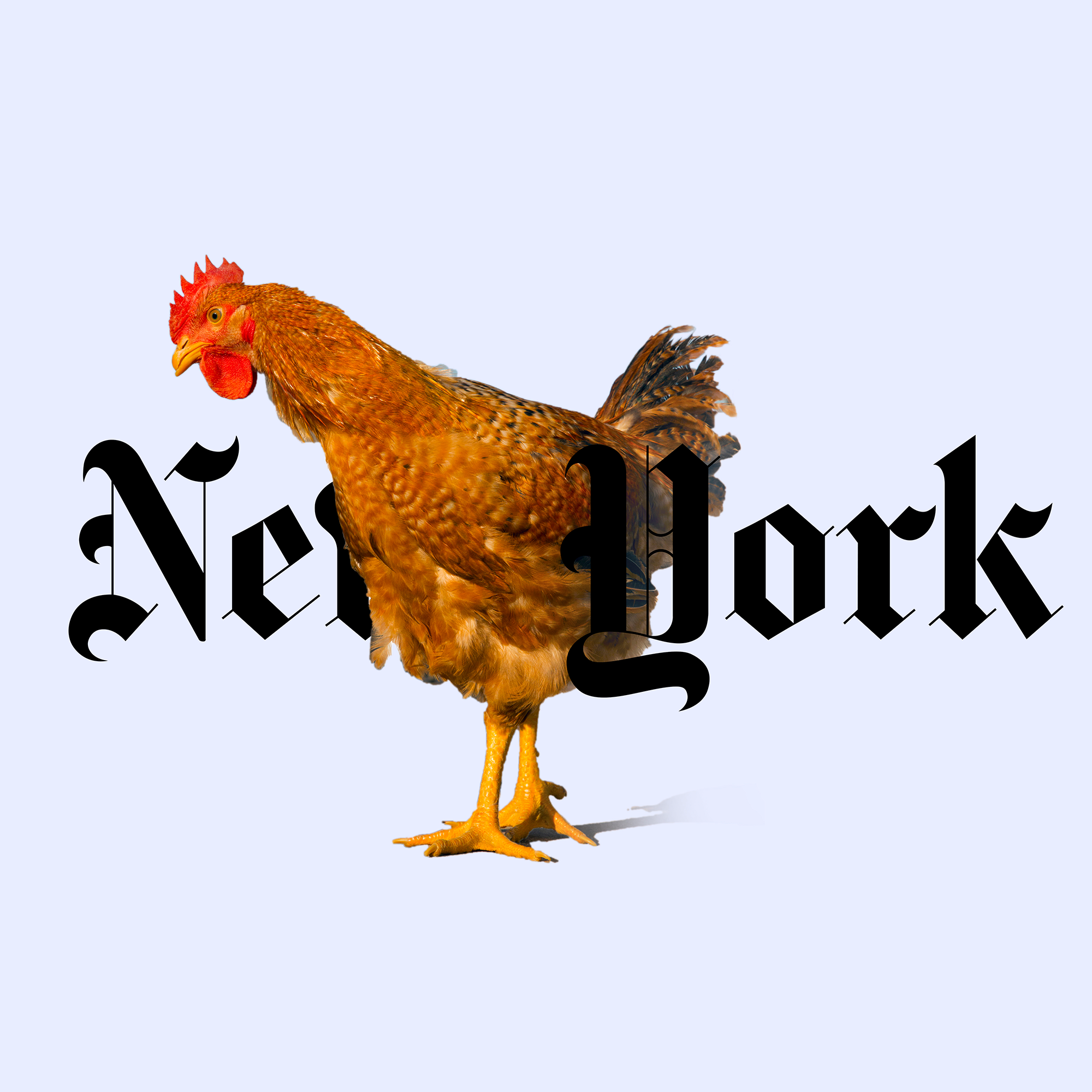 NY_chickenBS3A1550.png