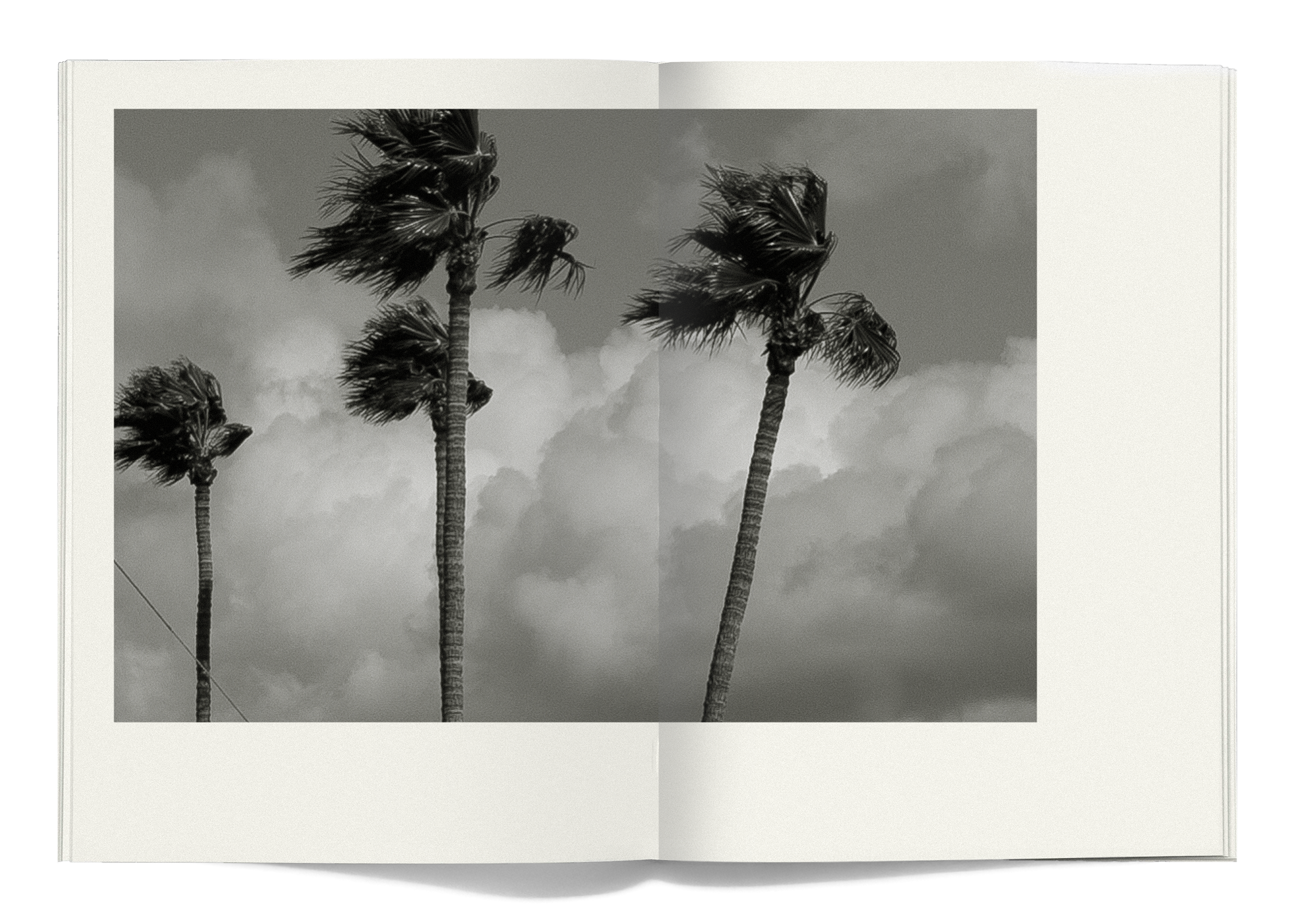 ajo_mockup palms.png