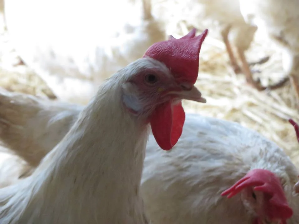 In everything from the motions of her head, to the tone of her calls, the common chicken is expressing intelligence, sophistication, and emotion in ways that we are just beginning to understand. 