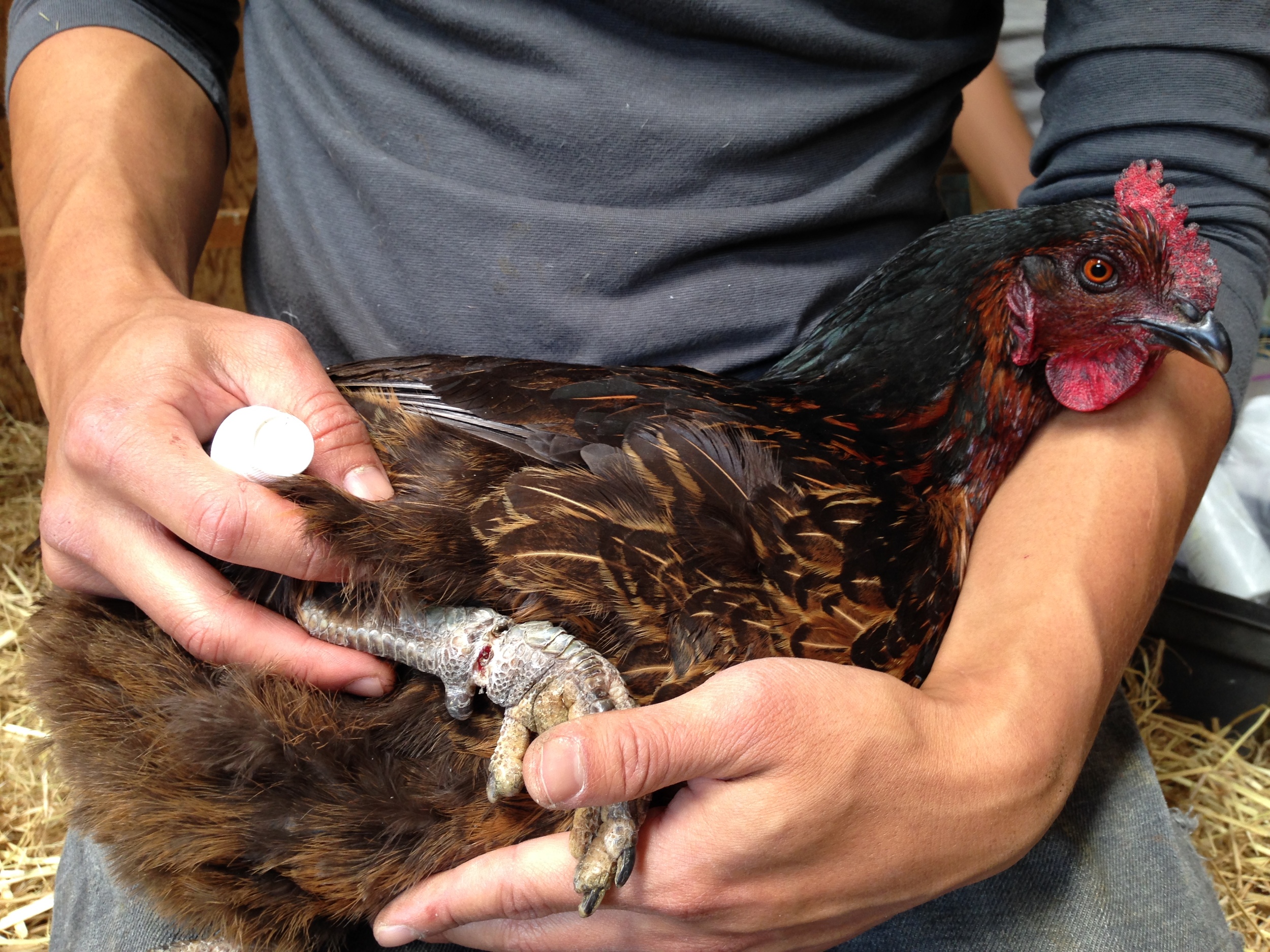 A hen with a bloody, deformed, and crippled leg due to a band embedded into her by a callous master. 
