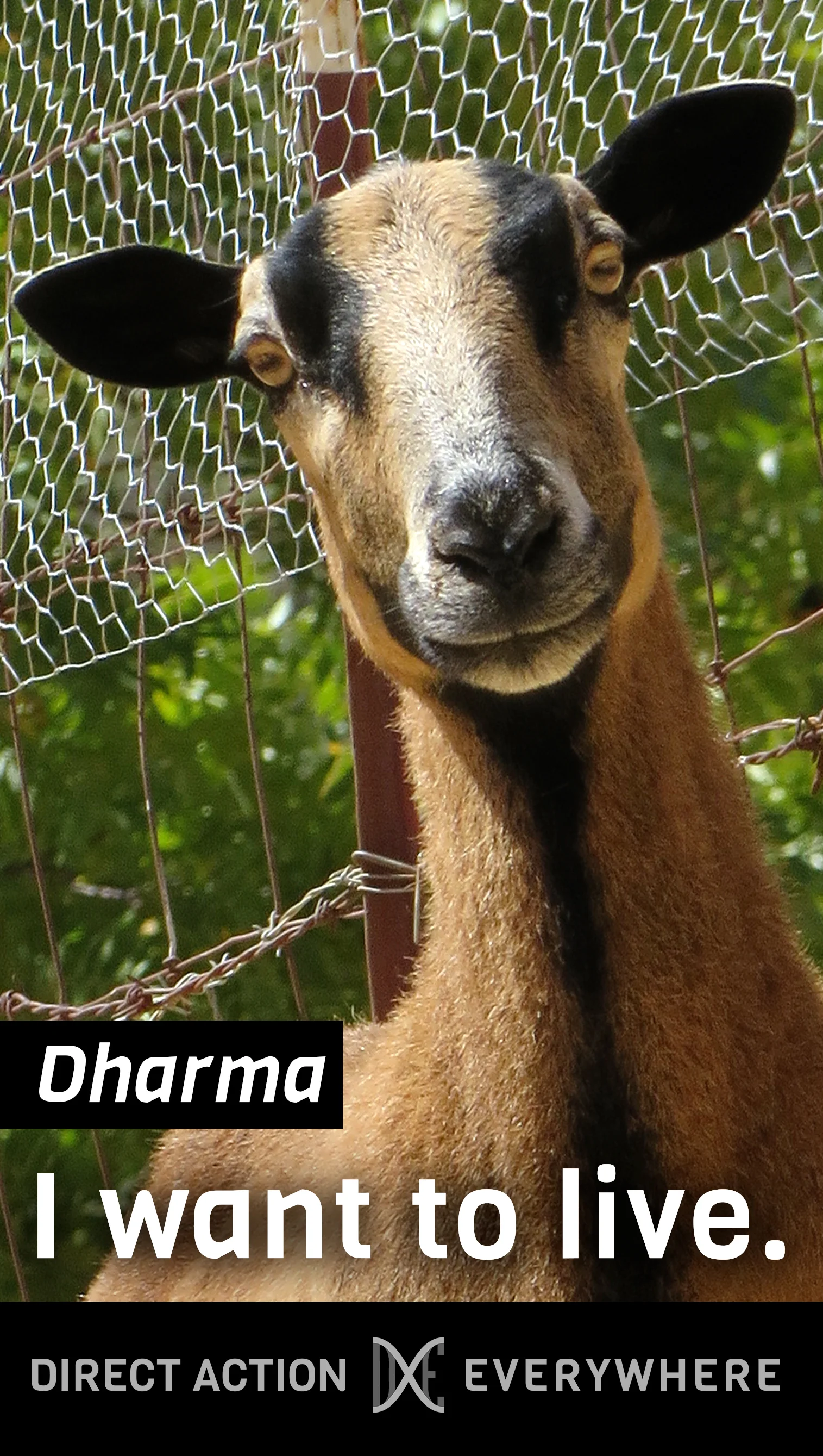 Dharma