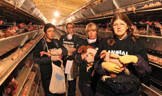 Patty Mark and Animal Liberation Victoria performing an open rescue. 