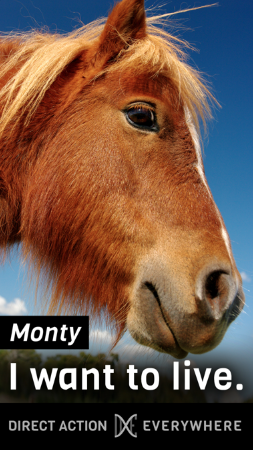 Monty