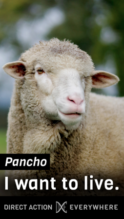Pancho