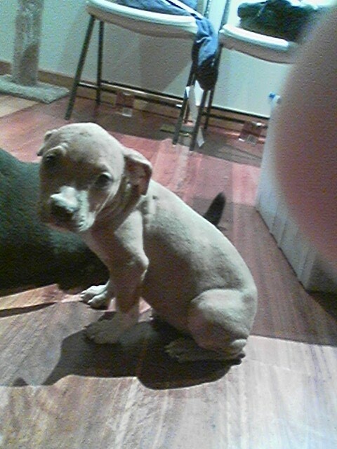 Little Lisa. 