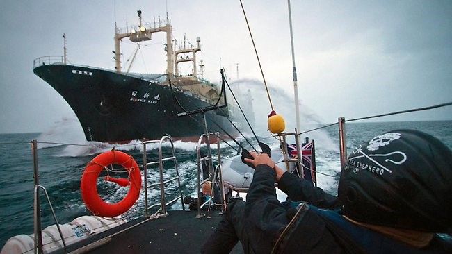 Shooting stink bombs at foreigners may give Westerners self-satisfaction. But does it help whales? 