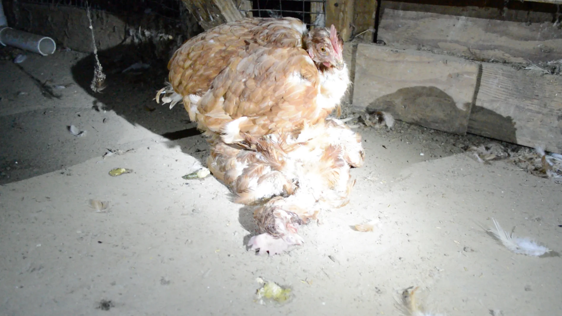 Sephy was starving and on the brink of death when we found her on top of her dead sister.