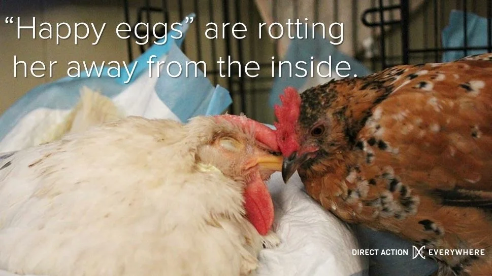 Hen Harbor 's Pear Pear pictured below is sick and septic from eggs rotting inside of her. The Happy Hen Company wants you to believe that their "girls" are happily exploited on their farms. But we know this is not true. Because behind the humane marketing is the dark side of the egg industry.