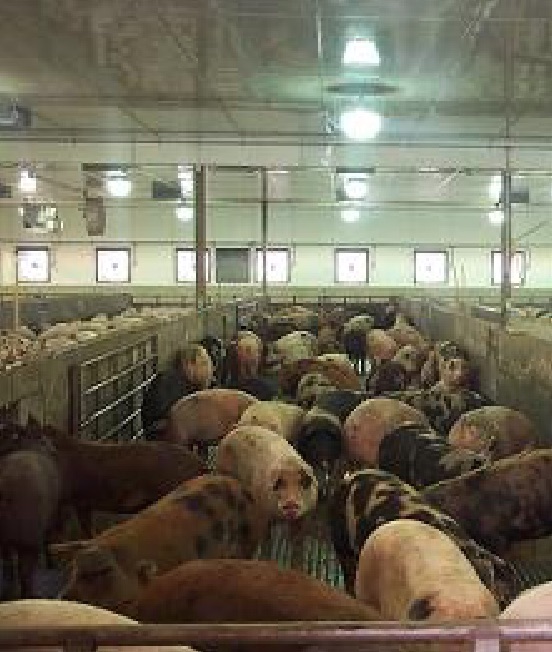 Pigs in a holding pen at Sioux-Preme Packing Co. who will soon be killed.