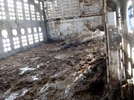 We found "Jane" collapsed in a pool of filth in the back of a disabled slaughter truck. 