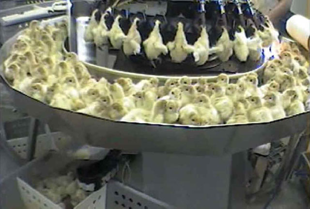 Turkey chicks search for their mothers the moment they are born. But on farms, instead of finding their mother, they are shoved face first into a horrifying machine. 