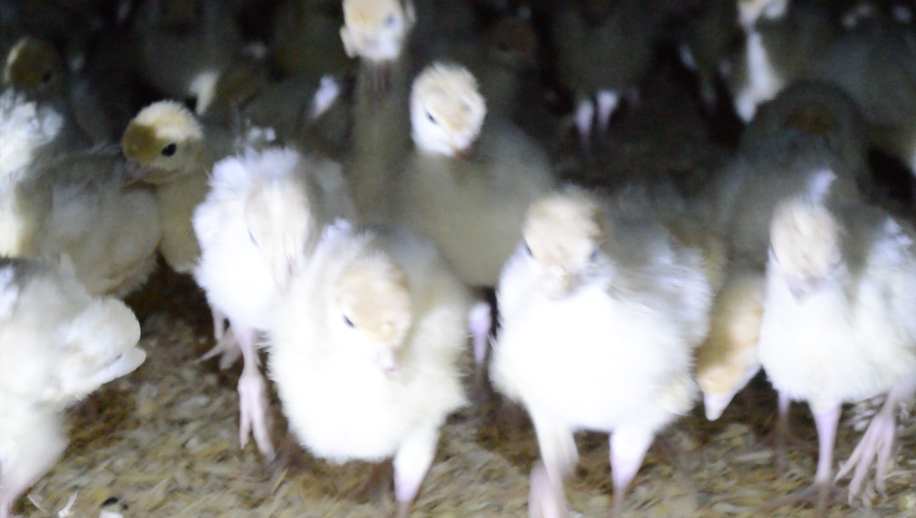 Thousands of chicks rush at you, chirping and searching for their mothers, when you enter a nursery. 