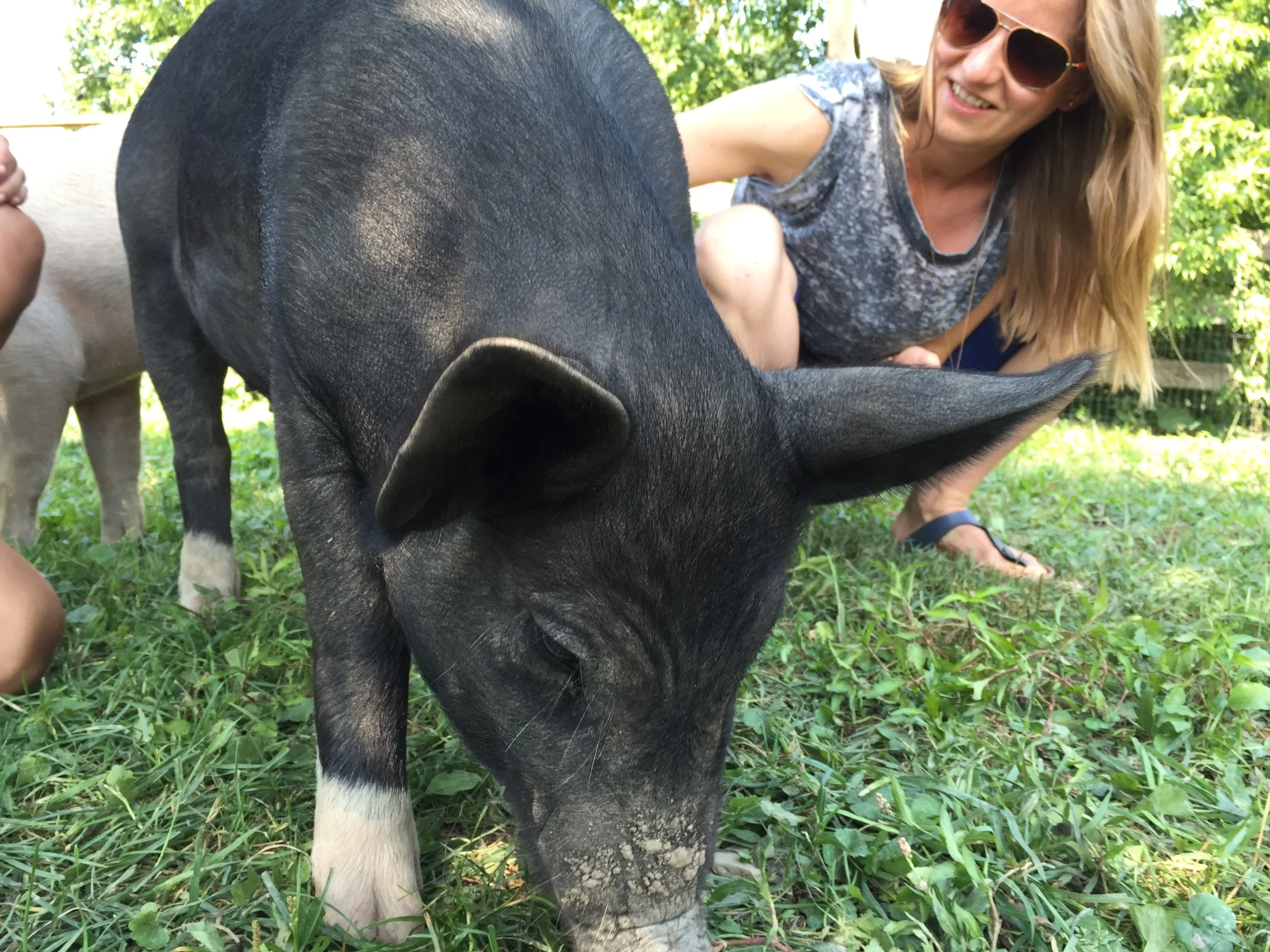 At Farm Sanctuary, animals like Anna are treated as members of the family , not things to use. 