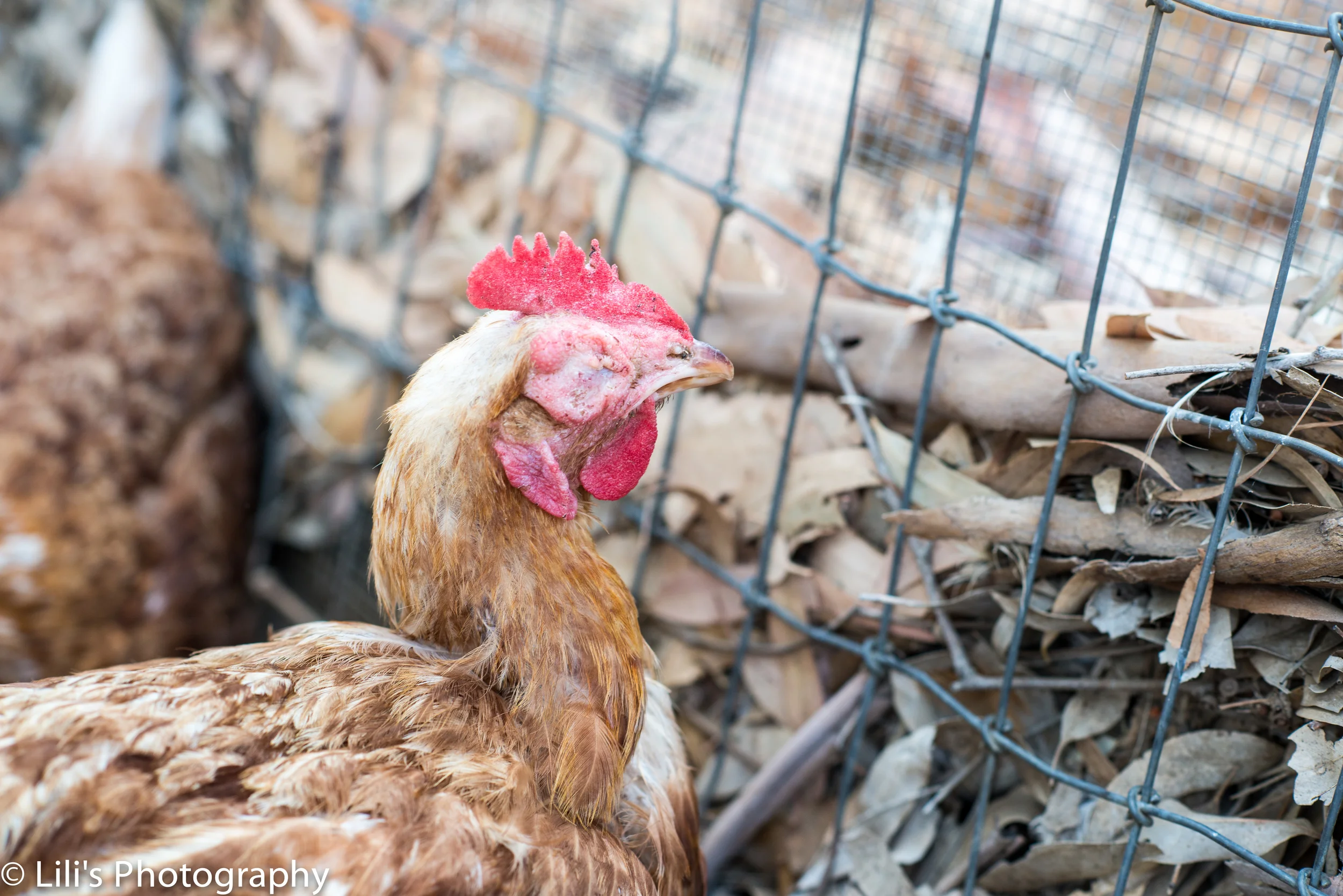 This hen came from one of the "best of the best" egg farms, supposedly free to roam and "pasture-raised."