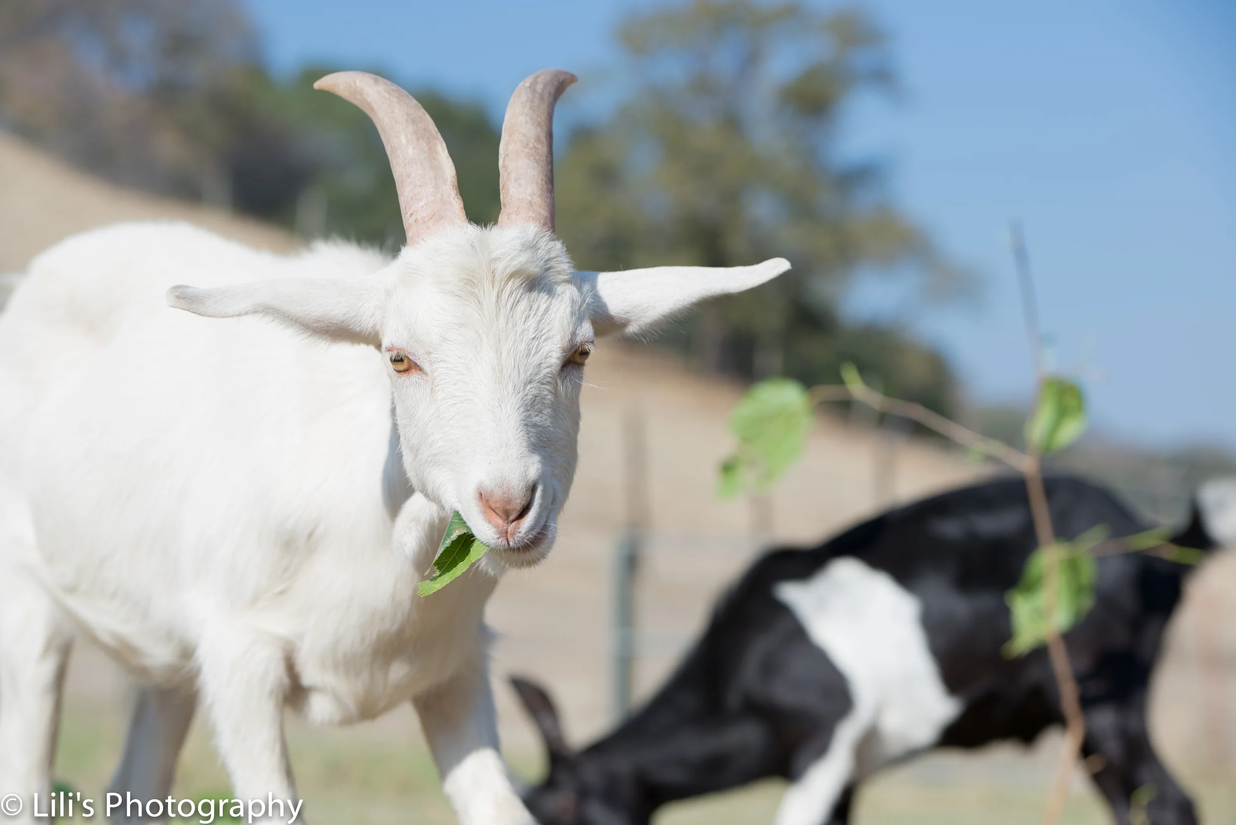 Rufus (black and white goat) and Reggie (all-white goat) eating every goat's favorite snack: mulberry leaves.