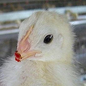 A chick with her beak seared off. 