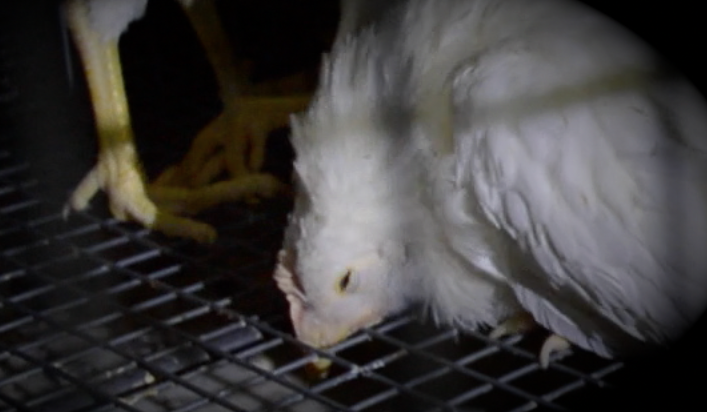 Millions of sick birds are trampled to death every year on the floor of wire cages. But Emma (pictured here) was saved. 