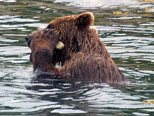 When this bear needs to clean her skin, she does what we all do -- she finds a tool! 
