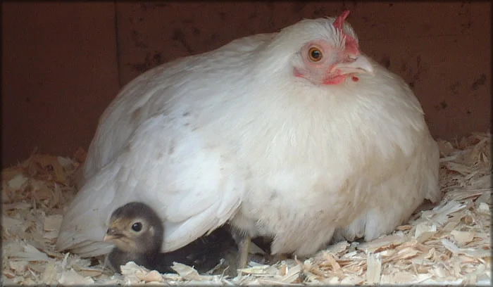 Mother hens will risk their own lives to save their children. 