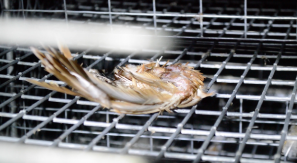 A grisly dismembered wing that DxE found in a cage-free farm. The consensus in the literature shows birds suffering to death in cage-free farms at many times the rate in caged facilities. The causes of death in cage-free farms are particularly brutal — e.g. cannibalism, maiming, or being buried alive. 