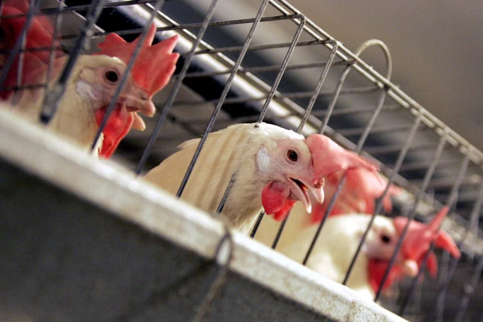The Fight for Cage-Free Eggs