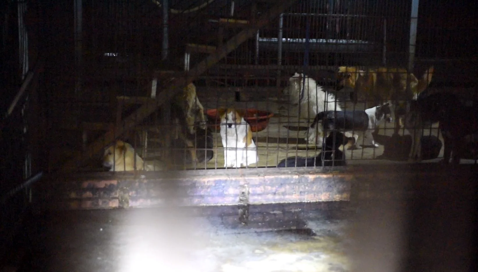  In the dark, a small,&nbsp;white dog peers outwards from his cage. By the time you read this, he has most likely already been turned into meat. 