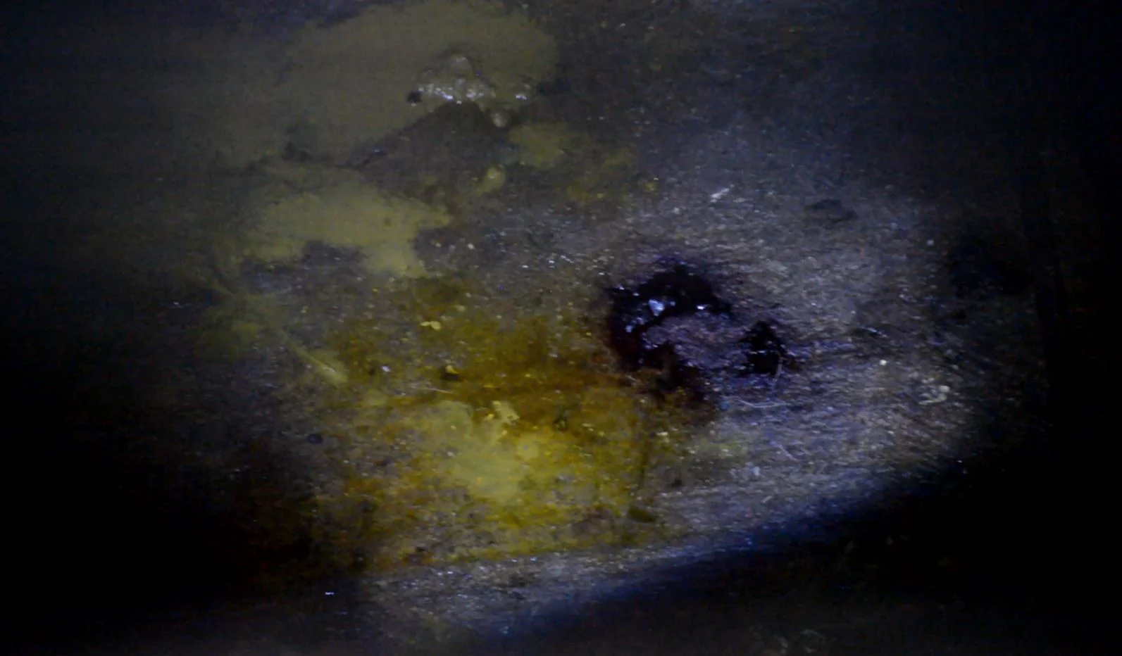  A mix of blood, vomit, and diarrhea on the floors of the pen. 