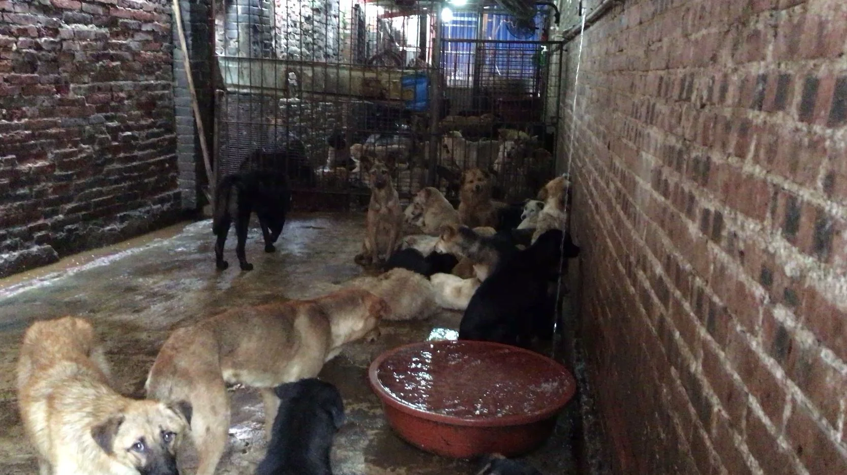  Dogs are kept in filthy conditions, many sick and in desperate need of veterinary care. 