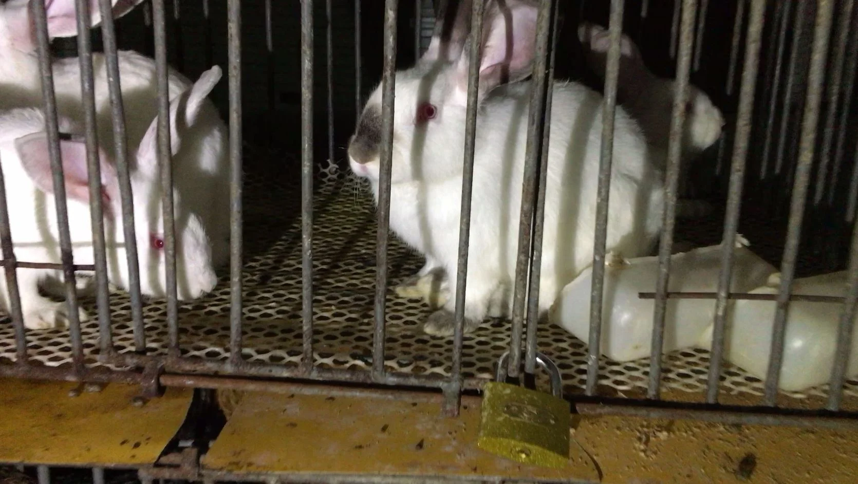  While Yulin celebrates dog meat, other species like rabbits are slaughtered for their flesh too. Rabbits are killed for meat in the United States too. 