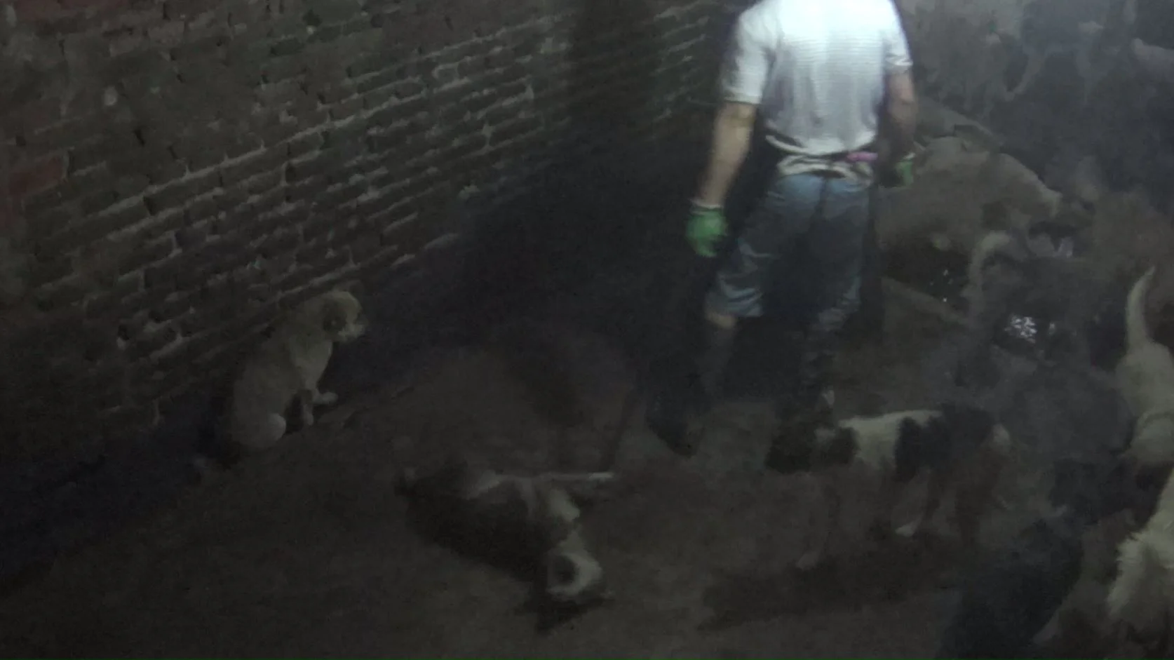  A man roughly carries a dog - by their tail -- to be slaughtered. 