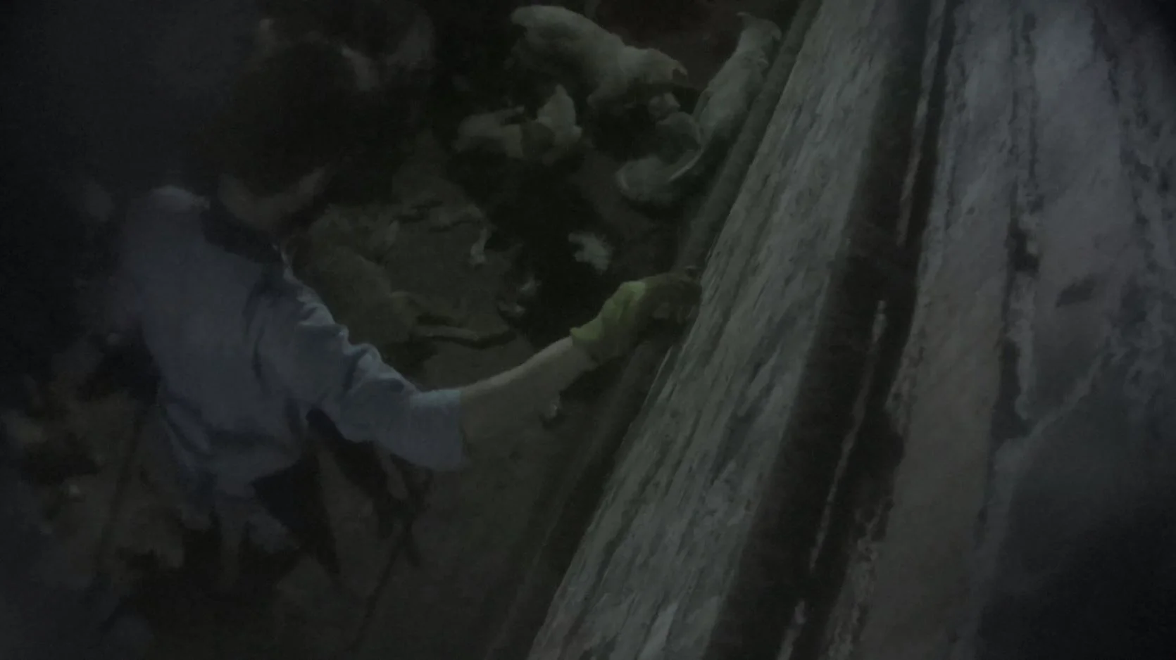  After clubbing a dog unconscious, a worker reaches for his knife to slit the dog's throat. 