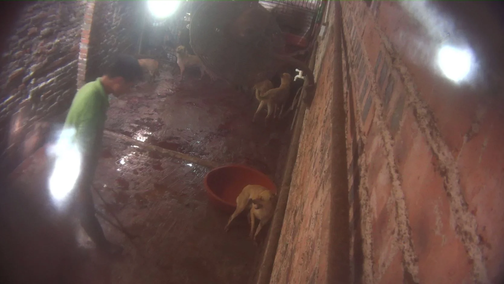  With his large calipers,&nbsp;a man taunts a terrified, trapped dog. 