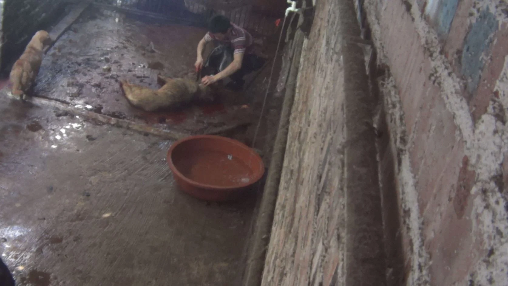  Once the dog is either stunned or too hurt to run away,&nbsp;their necks are slit, and they slowly bleed out. 