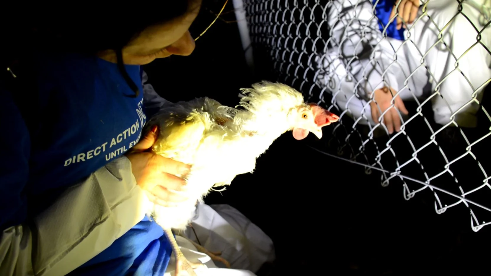  A six-month investigation by DxE into "humane-certified" supplier JS West exposed widespread violations of animal cruelty law, including California's Proposition 2. 