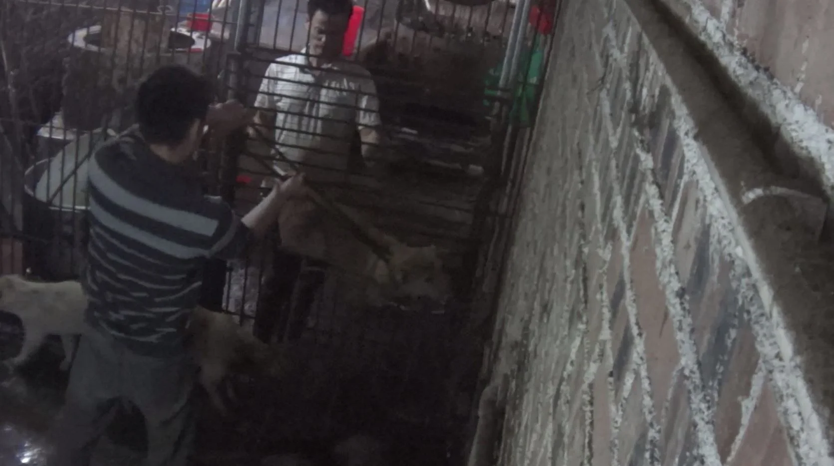 2016.04.30 - 4 - Dogs forcibly stuffed into crates 2.JPG