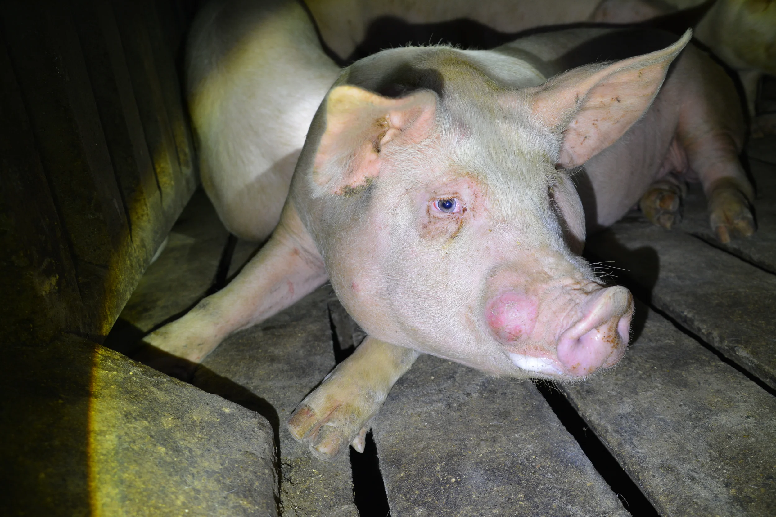 DSC_0017 horrible abscess.JPG