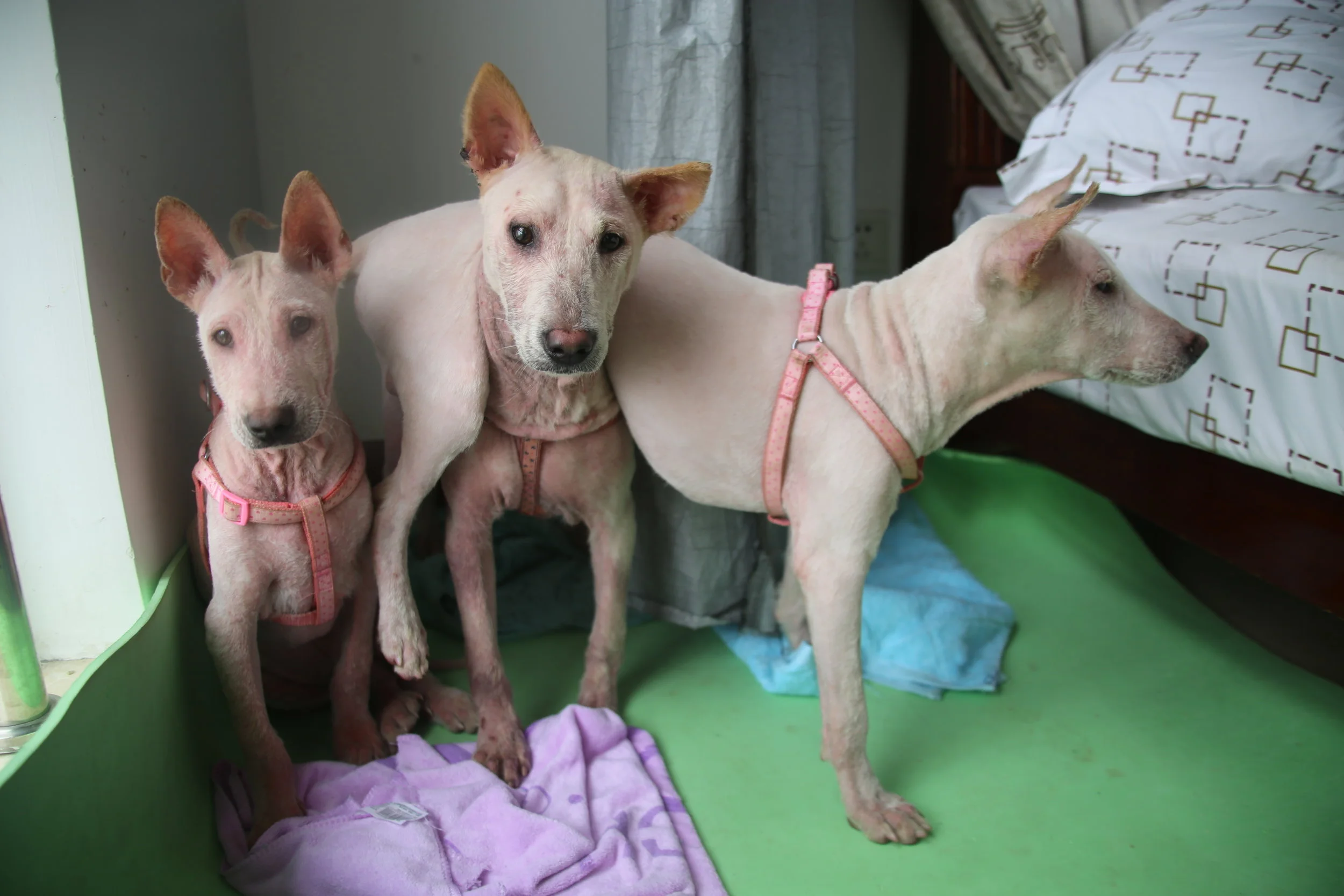 Oliver, Pao, and Lao just days after they were rescued from a dog meat farm in Yulin . 