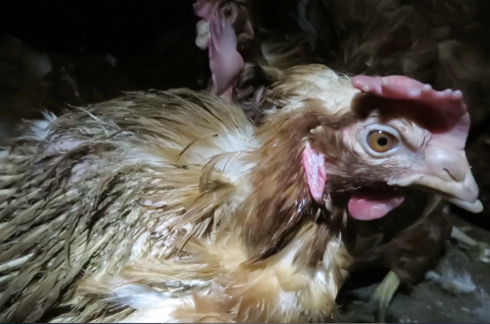 The face of a hen at a Whole Foods farm .