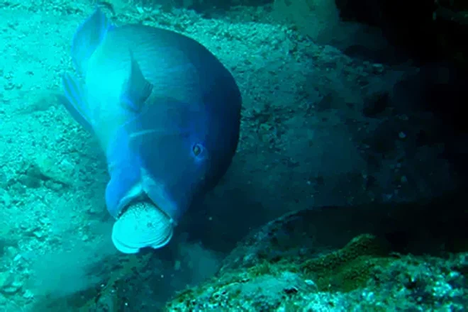 A fish uses a shell as a tool to eat food ( via Wired ).