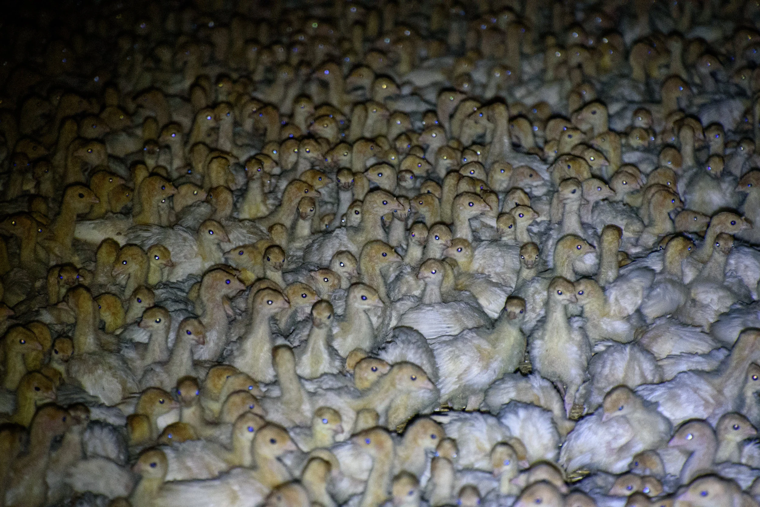 DSC_1871 packed chicks.jpg