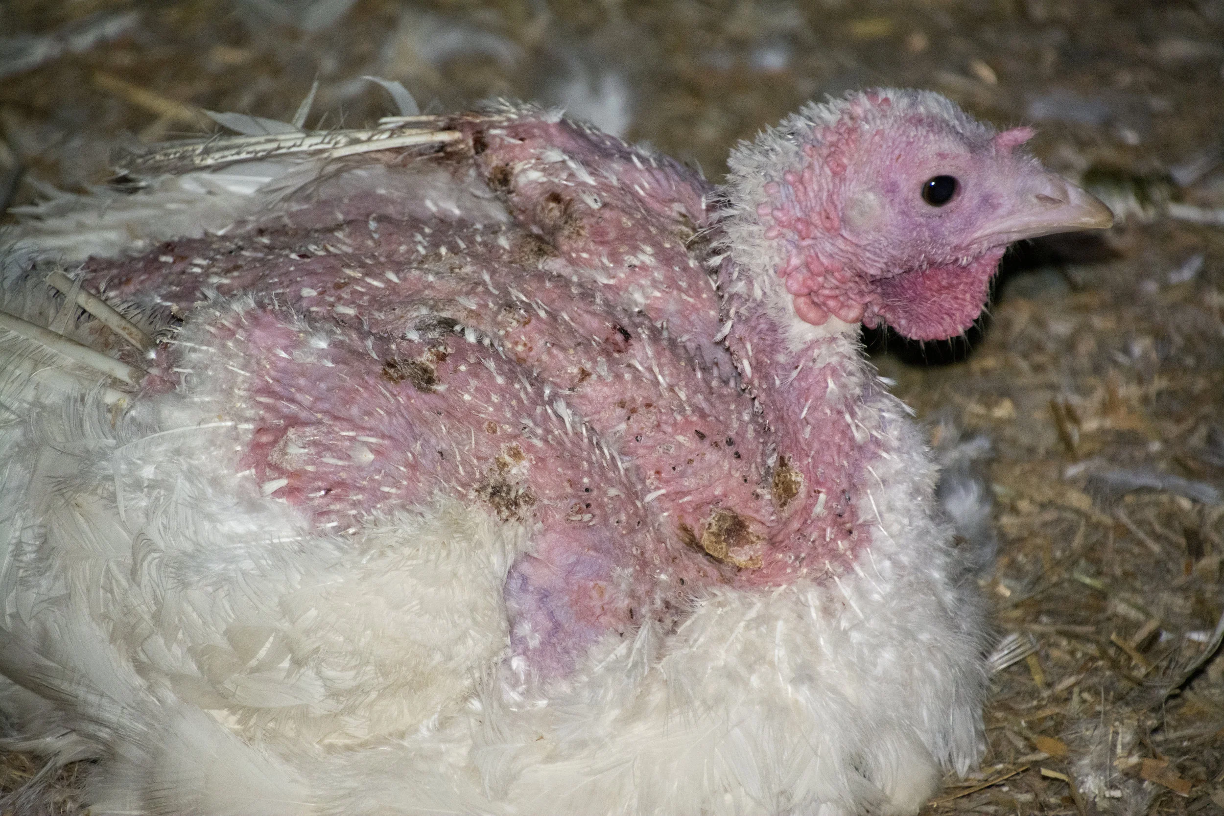 DSC_0052- pecked featherless.jpg