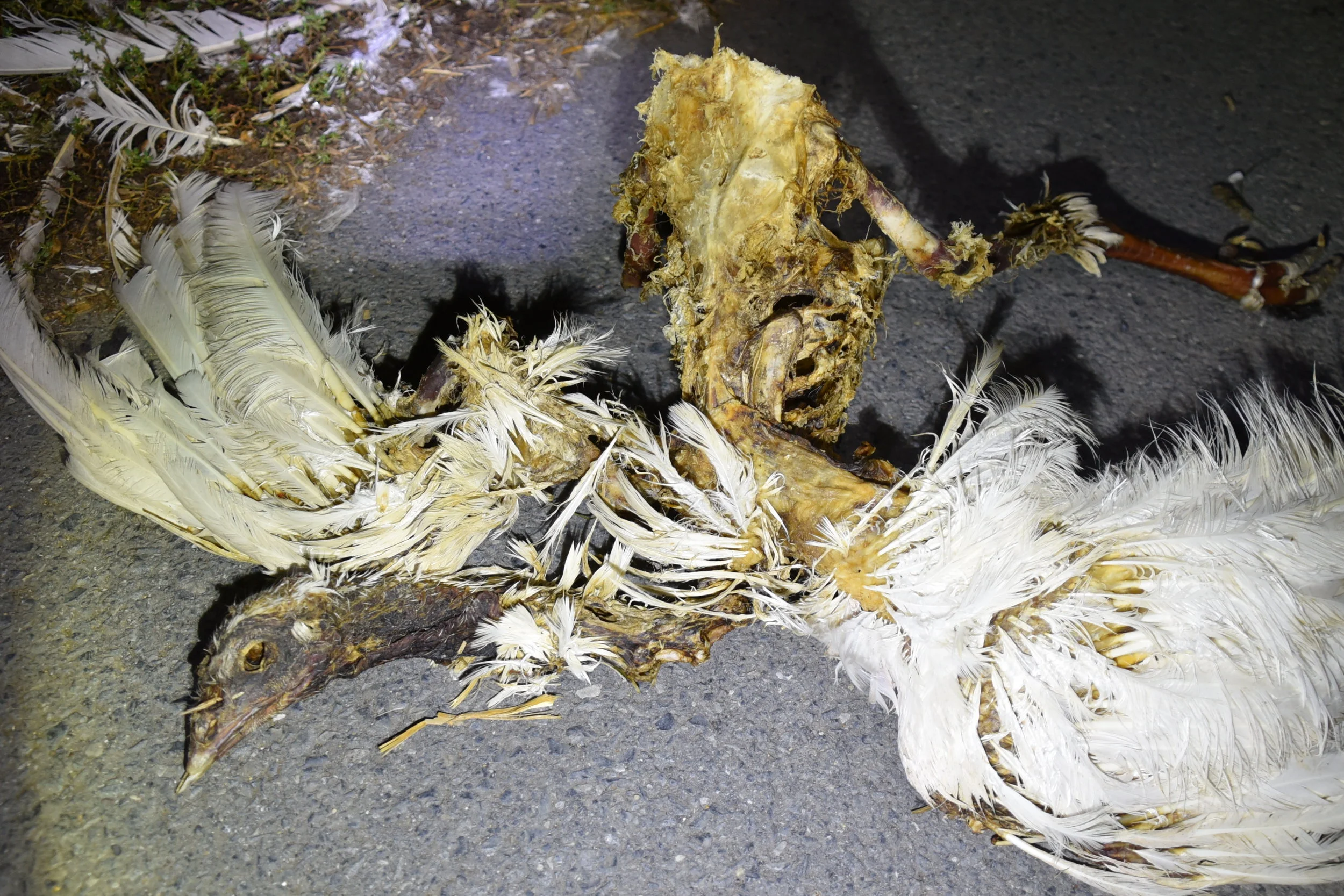 DSC_4414 rotten cannibalized corpse.JPG