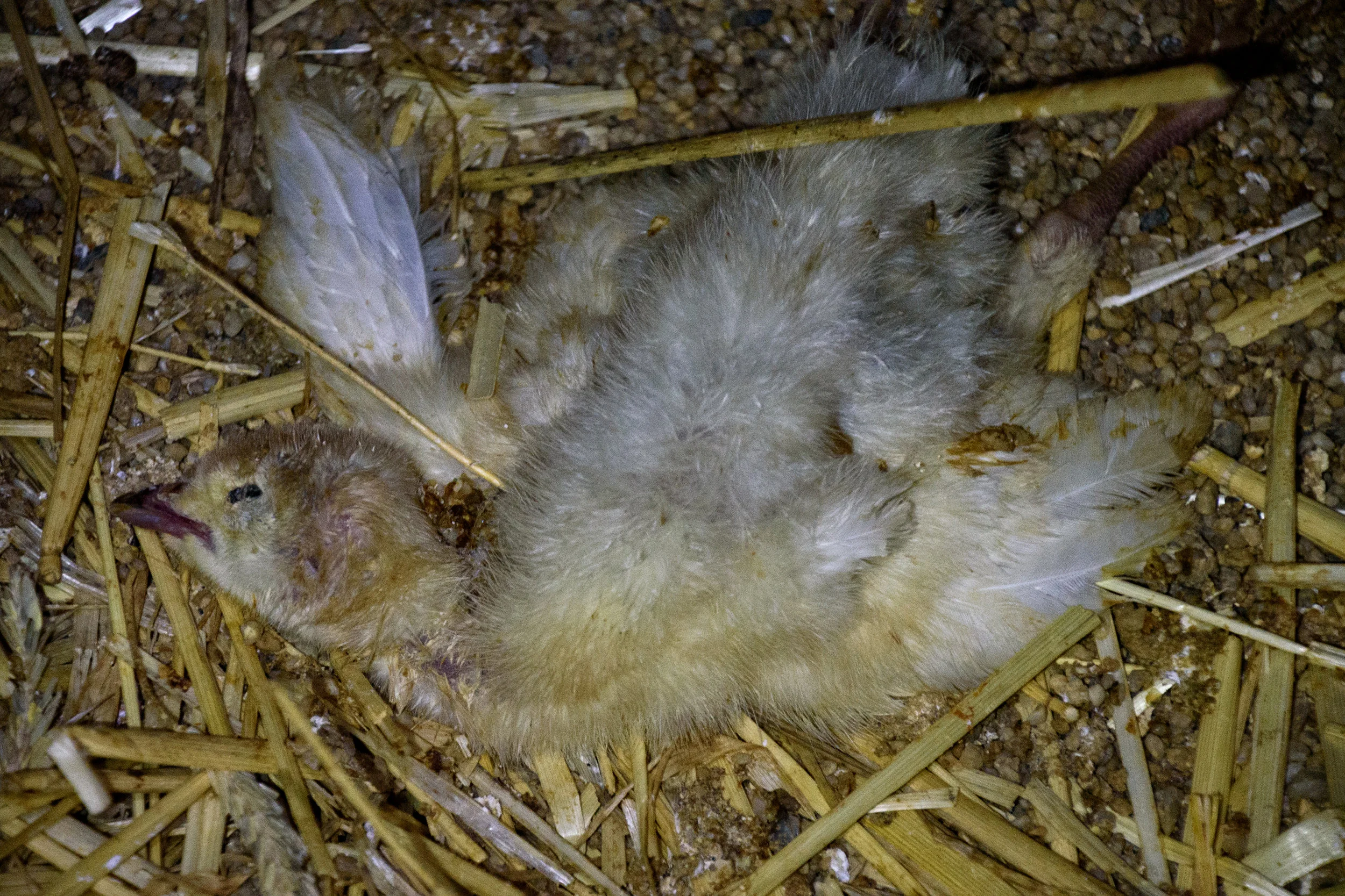 DSC_1847 dead chick.jpg