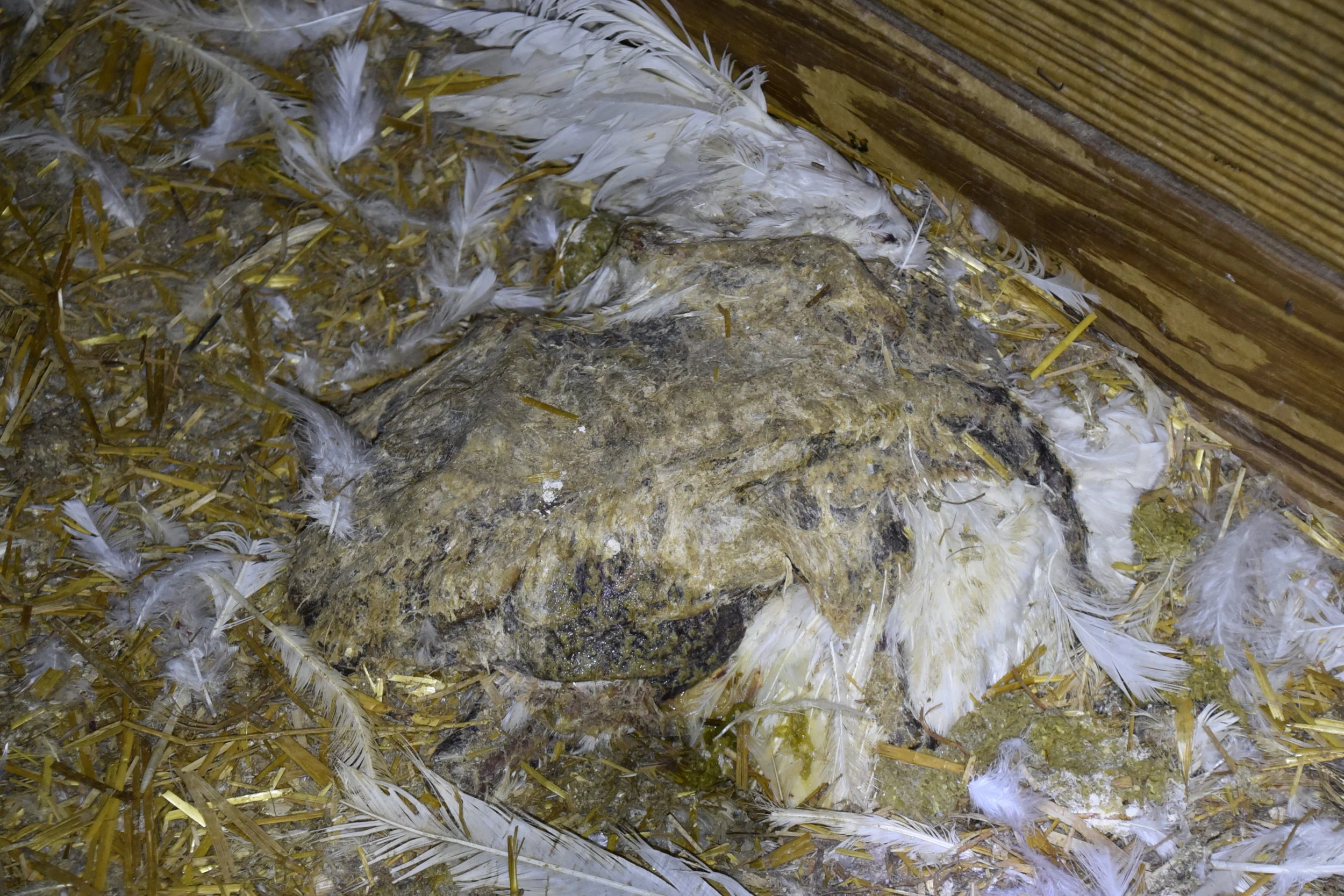 DSC_4548 decaying corpse.JPG