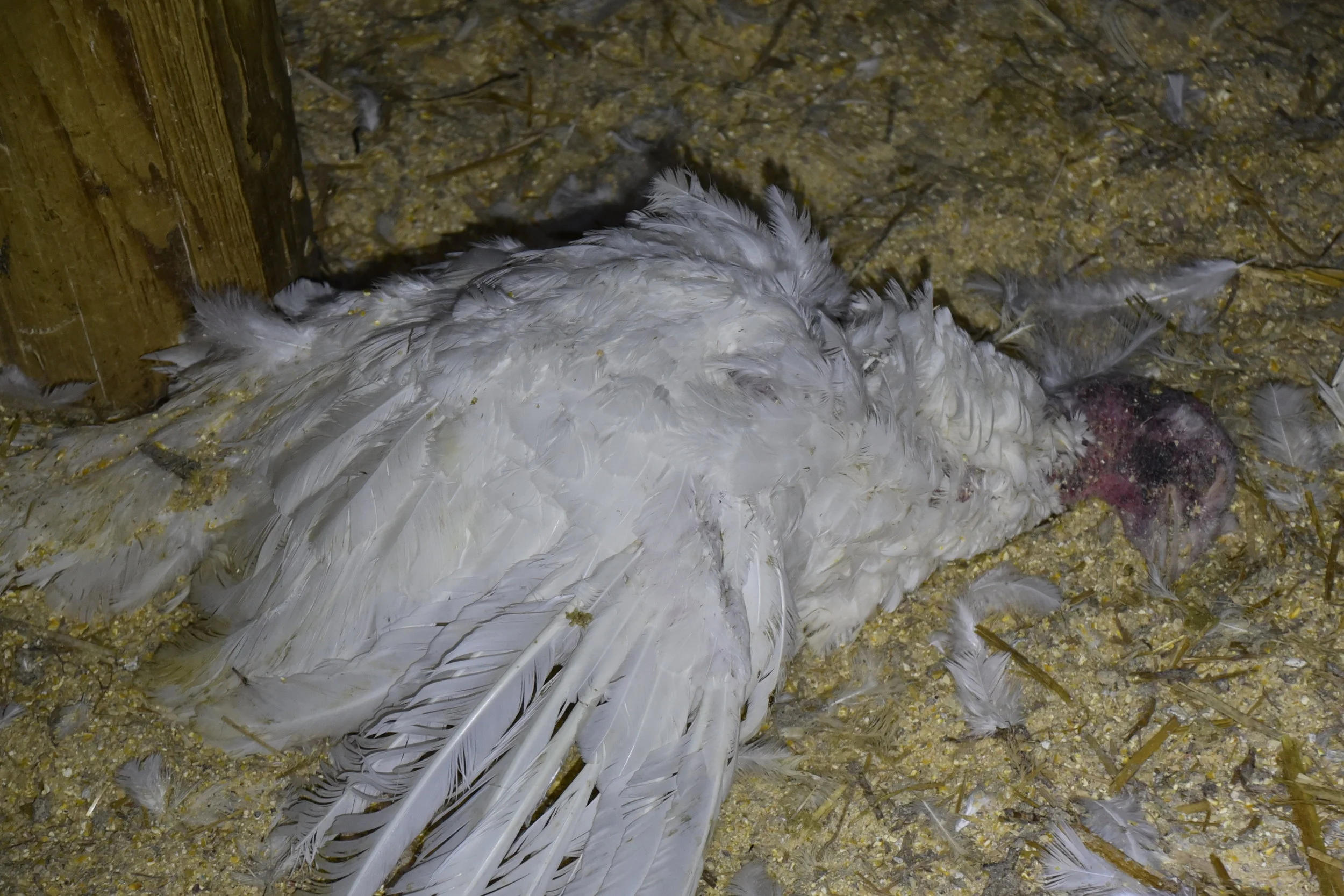 DSC_4554 trampled to death.JPG