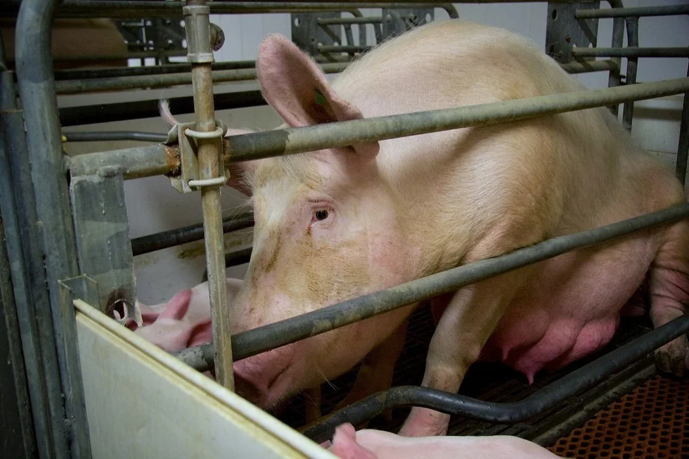 they saw this baby pig and knew they had to save her life