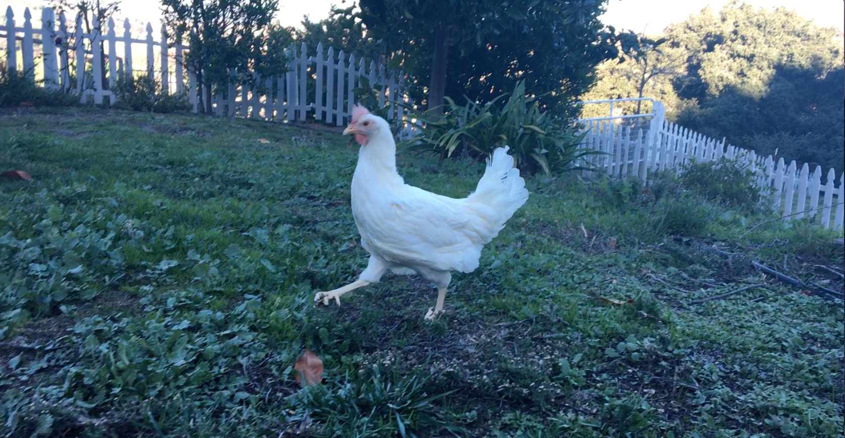 healthy Ava in grass.png