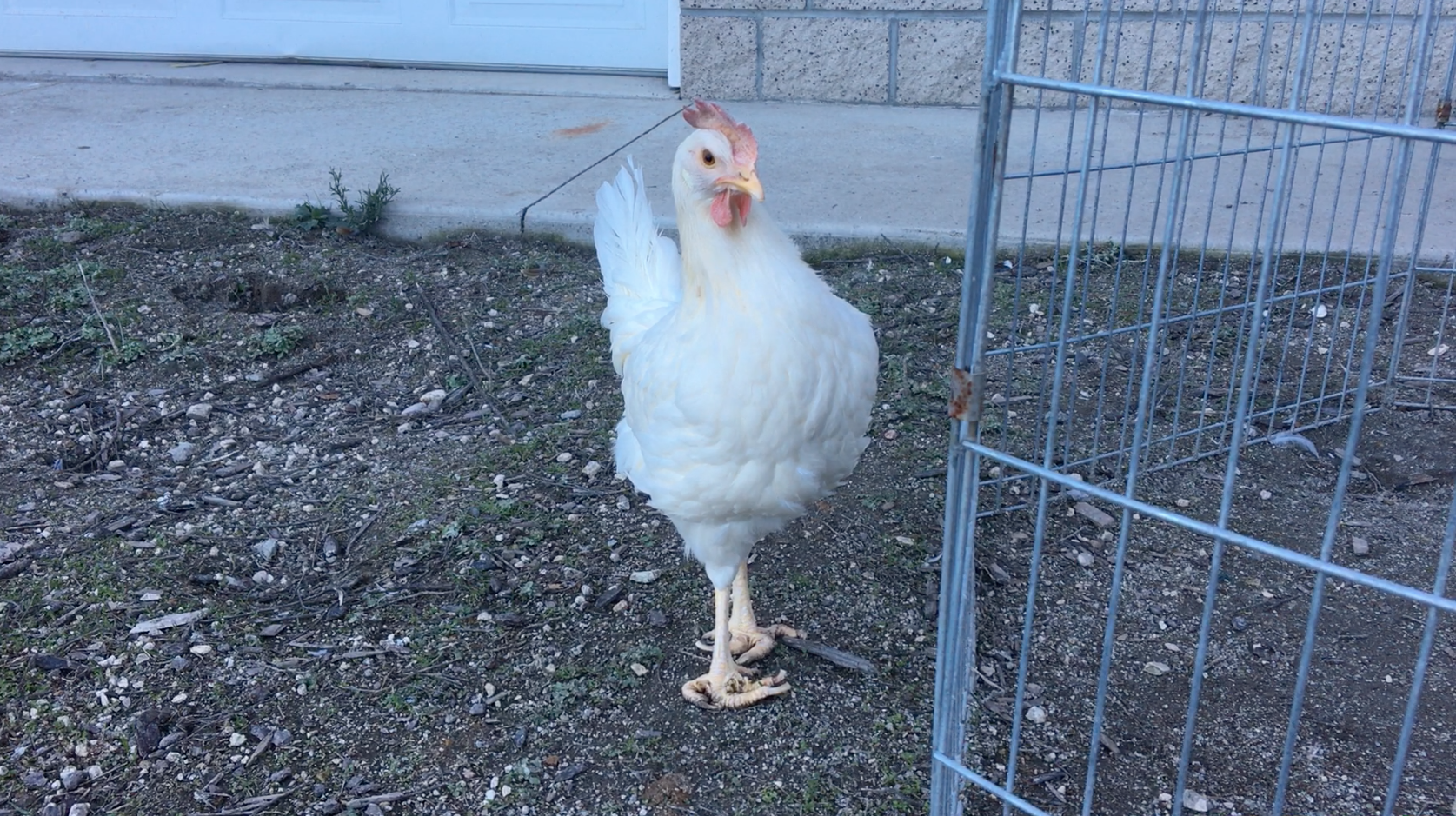 healthy Ava on gravel.png