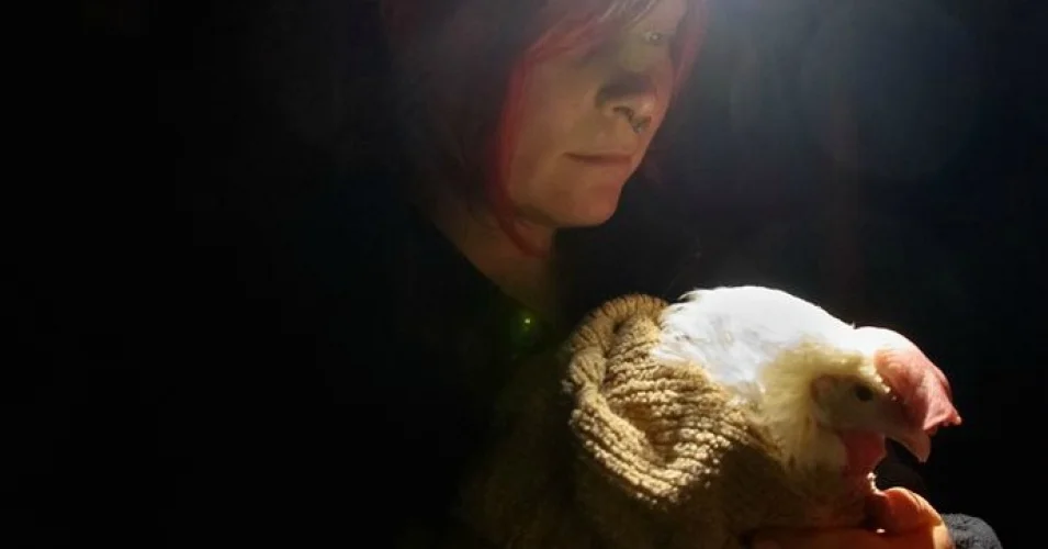 meet ava: the chicken i risked my freedom for