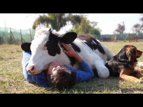 cuddling a cow.jpg